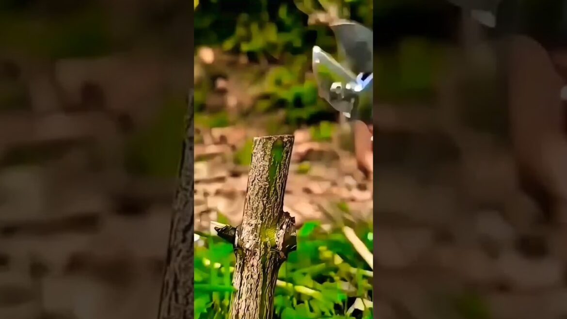 How to Grow Rose Plants . how to Craft it on another plans