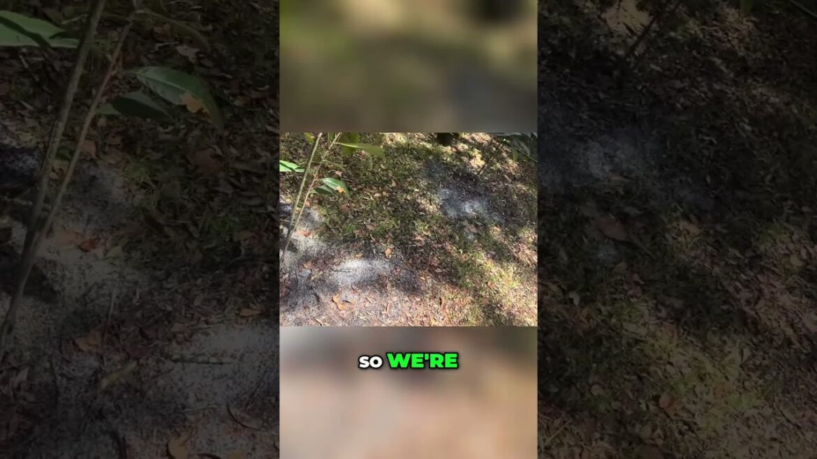 Old Hickory and Japanese Plum_ A Unique Gardening Adventure #youtube #gardening #shorts