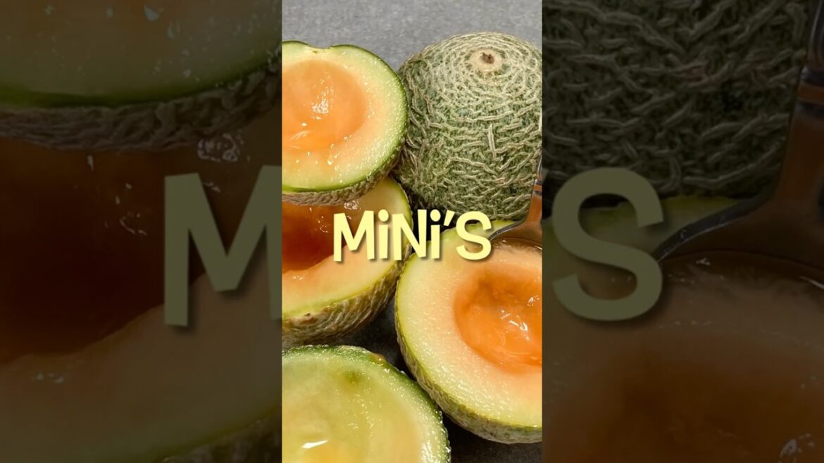 #cantaloupe Growing sugar cube melons #containergardening #smallgarden #melonharvest #gardening #cantaloupe Growing sugar cube melons #containergardening #smallgarden #melonharvest #gardening