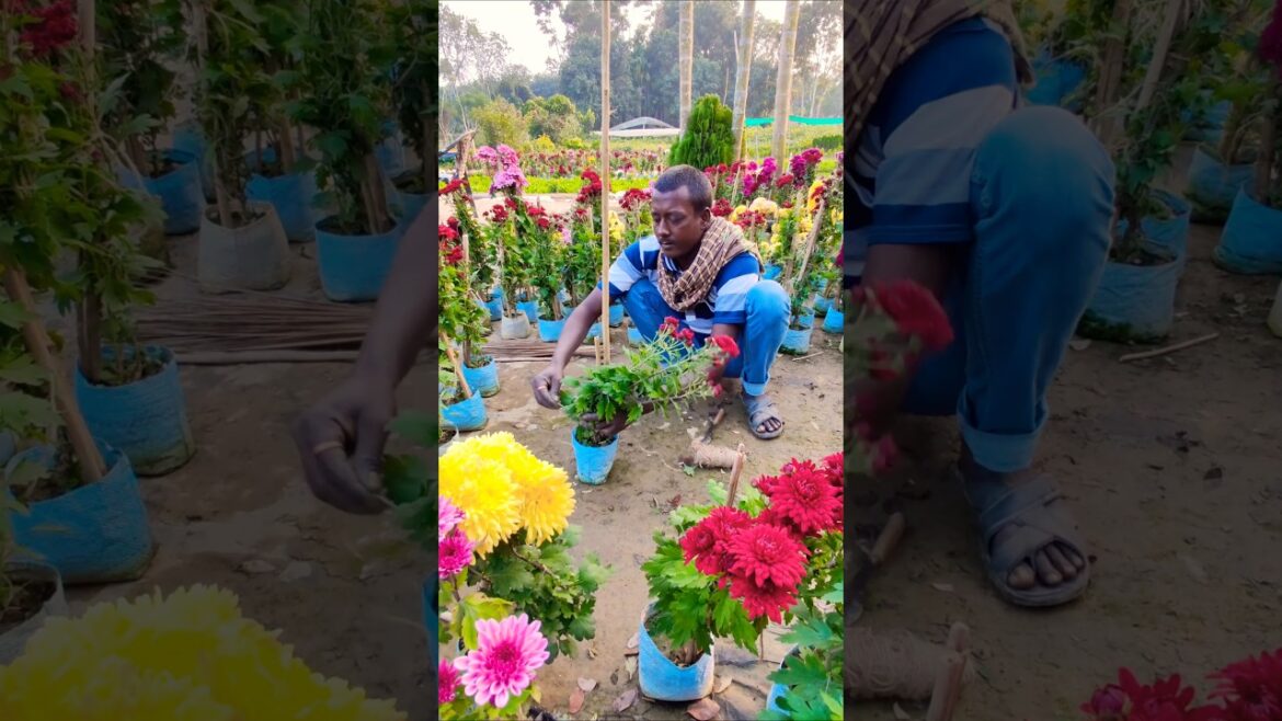 Perfect Chrysanthemum Blooms: Care and Tying Tips #shorts Perfect Chrysanthemum Blooms: Care and Tying Tips #shorts