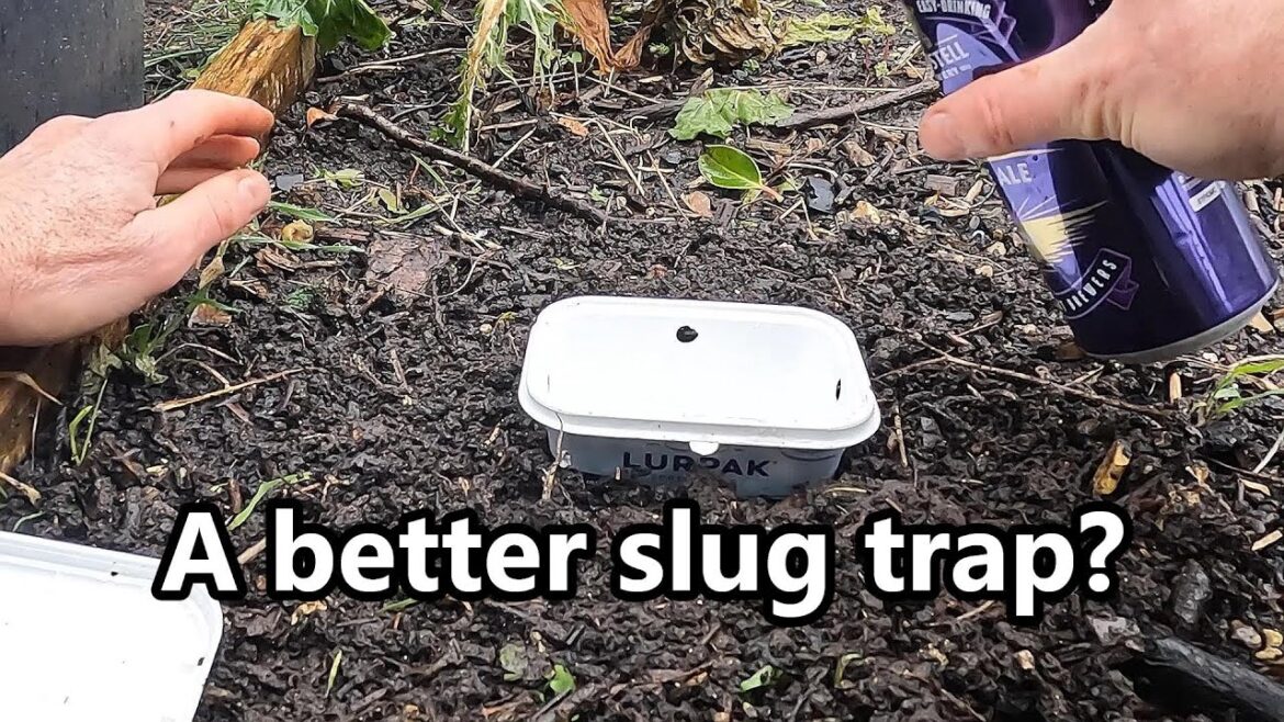 Quick Garden Update, Slug control and a few plans on what I shall be growing