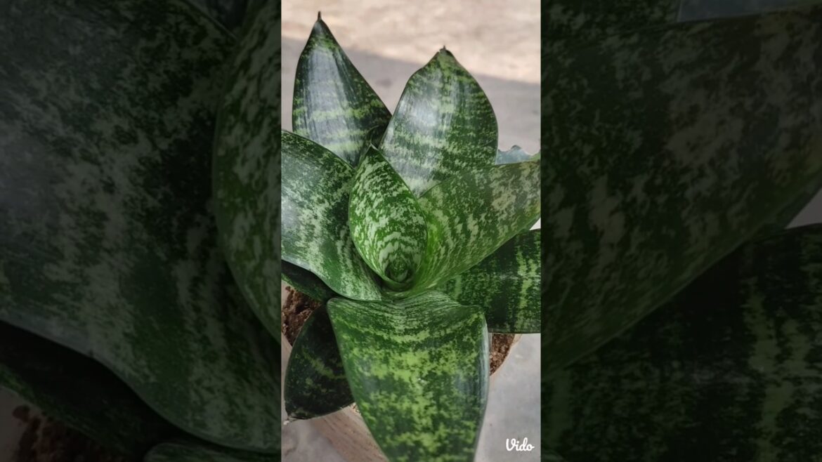 Shake plant #oxygen plant #indoorplant #gardening #best for oxygen supply #shorts