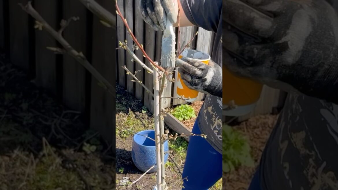 This is why i paint my trees 🌲#garden #shorts #gardening #tips #tipsandtricks #home #nature #spring