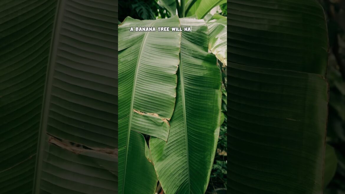 California Gardening: Watering Banana Plants: Drip Irrigation Tips & Benefits of Abundant Water! Watering Banana Plants: Drip Irrigation Tips & Benefits of Abundant Water!