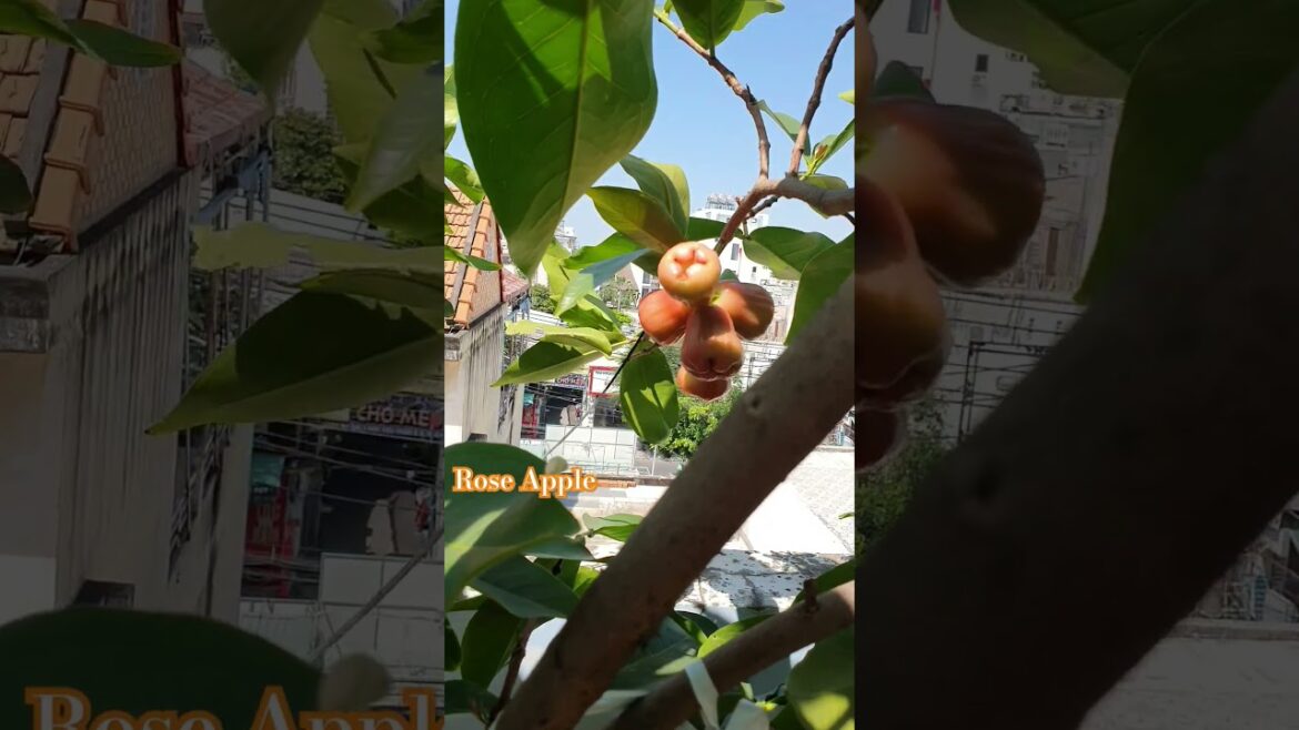 How to grow rose Apple in pot #gardening #shorts #shortvideo #fruit #garden #plants
