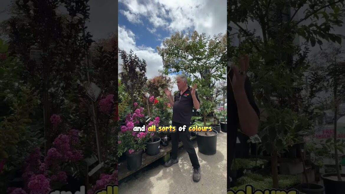 🌸 Crepe Myrtle Show This Weekend at Hello Hello Plants! 🌸