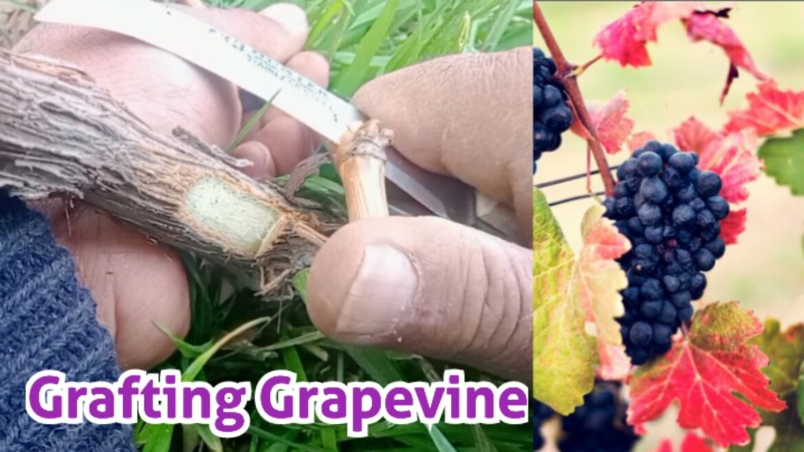 How to Grafting Grapevines ? Chip Budding Fruit Trees / Tips and Tricks for Budding in Early Spring