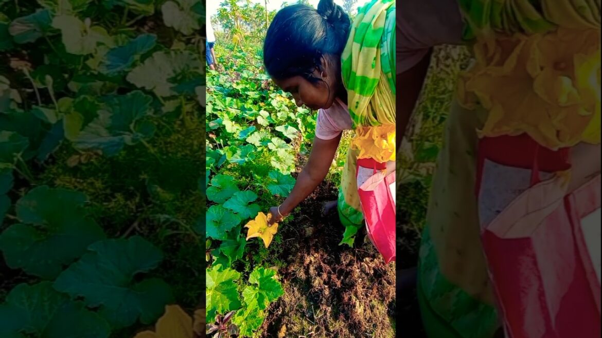 Farmers’ Trick: Morning Hand Pollination for Pumpkins! 🌿🎃 #shorts