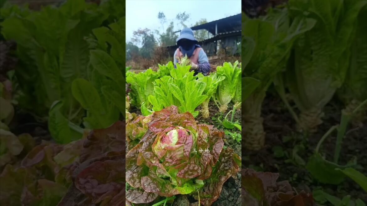 It looks like a blooming rose. #garden#vegetables #planting #vegetablegardening