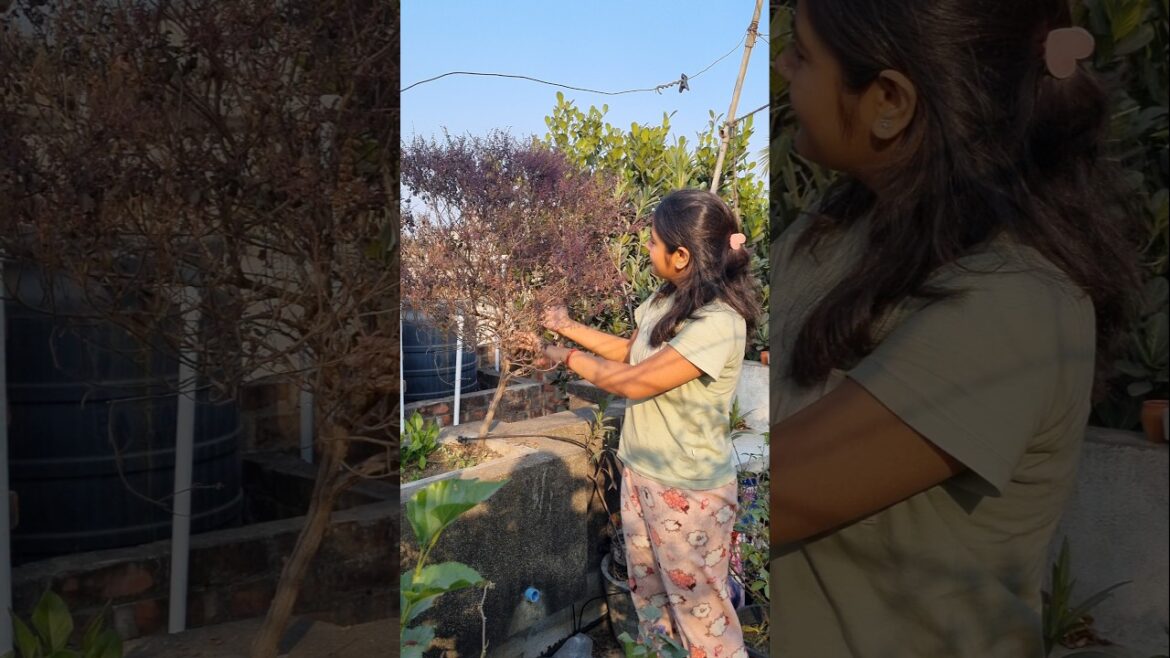 এত বড়ো তুলসী গাছ কাদের আছে 😯😱.##trending #minivlog #garden #shortvideo #plants #shorts #viralvideo এত বড়ো তুলসী গাছ কাদের আছে 😯😱.##trending #minivlog #garden #shortvideo #plants #shorts #viralvideo