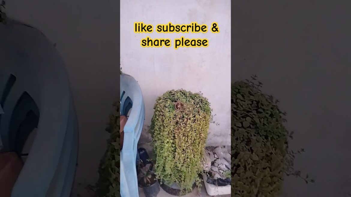 Beautiful Succulents topiary trees #youtubeshortsshorts #gardening #shortsviral #plants #shortsviral Beautiful Succulents topiary trees #youtubeshortsshorts #gardening #shortsviral #plants #shortsviral