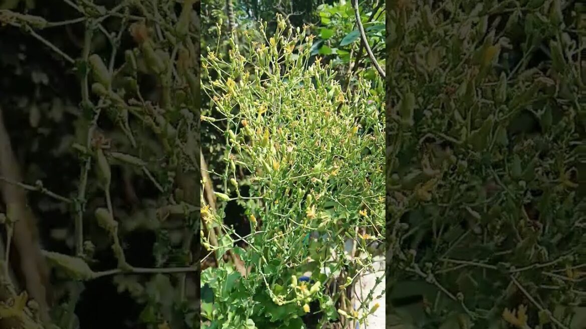 How long tree🧐🧐❤️#short# shorts#viral shorts#village#youtube shorts#flower#letus tree#shortsvideo