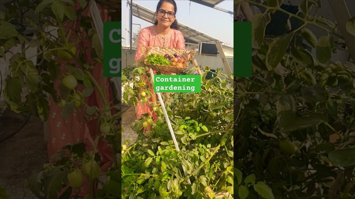 Success of Container Gardening #containergardening #liquidfertilizer #gardeningshorts