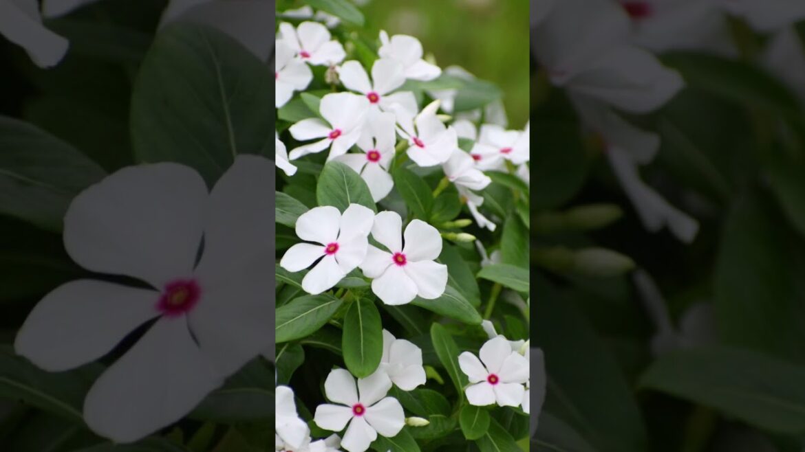 Growing Vinca Sphere Polkadot: Sun, Water, and Fertilizer Guide #vinca#annuals#garden#pinkflowers