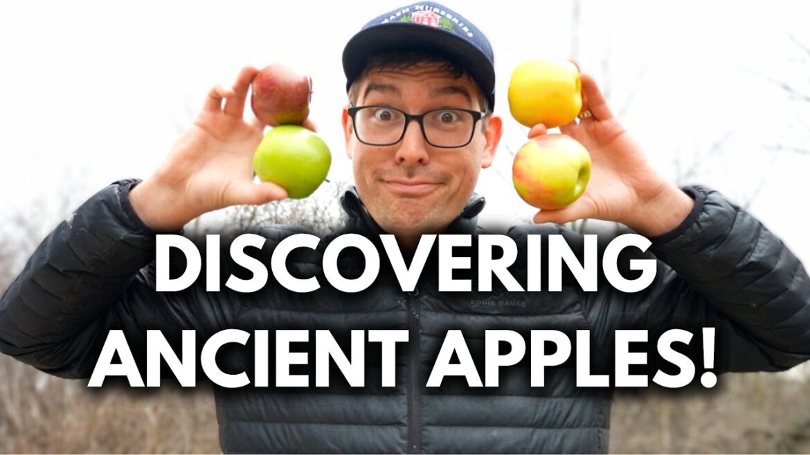 Hunting For Lost 1600's Apples Planted By FRENCH and POTAWATOMI Indians