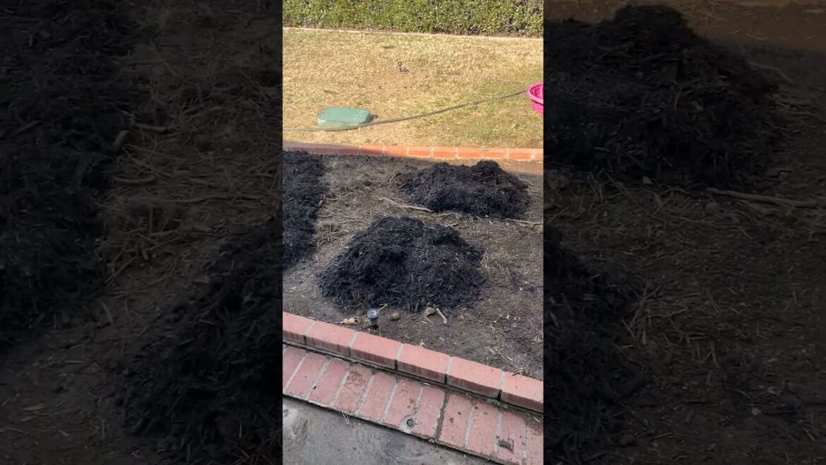 Mulch makes a huge difference #diy #beforeandafter #mulch