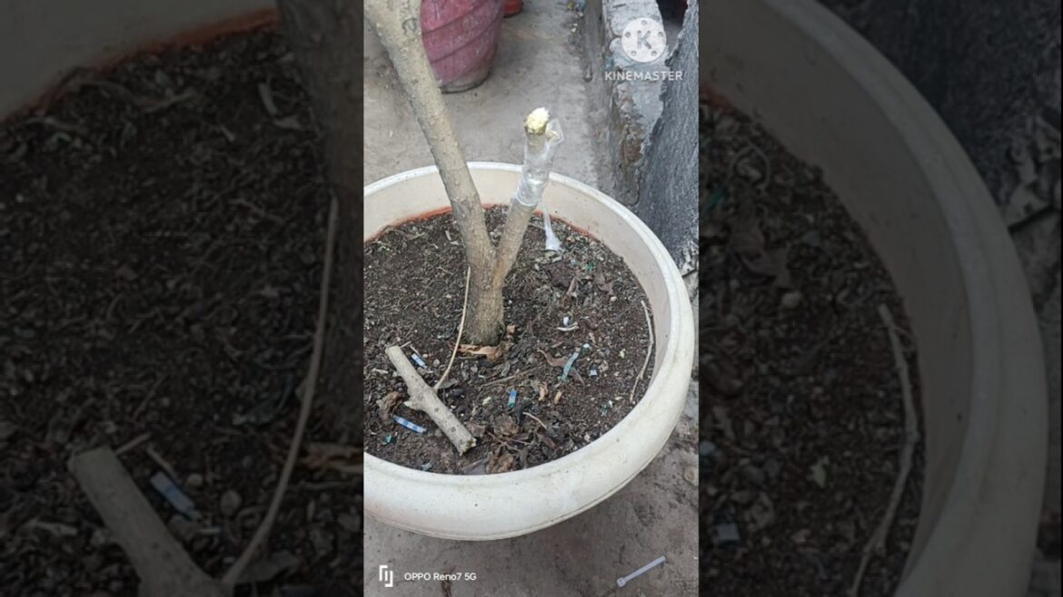 Backyard Makeover: Fruit Trees & Grafting Techniques #shorts #grafting #fruit