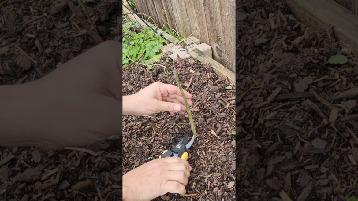 Harvest, Harvest, Harvest to Keep Plants Producing || DHBG #garden #gardening #vegetablegardening Harvest, Harvest, Harvest to Keep Plants Producing || DHBG #garden #gardening #vegetablegardening