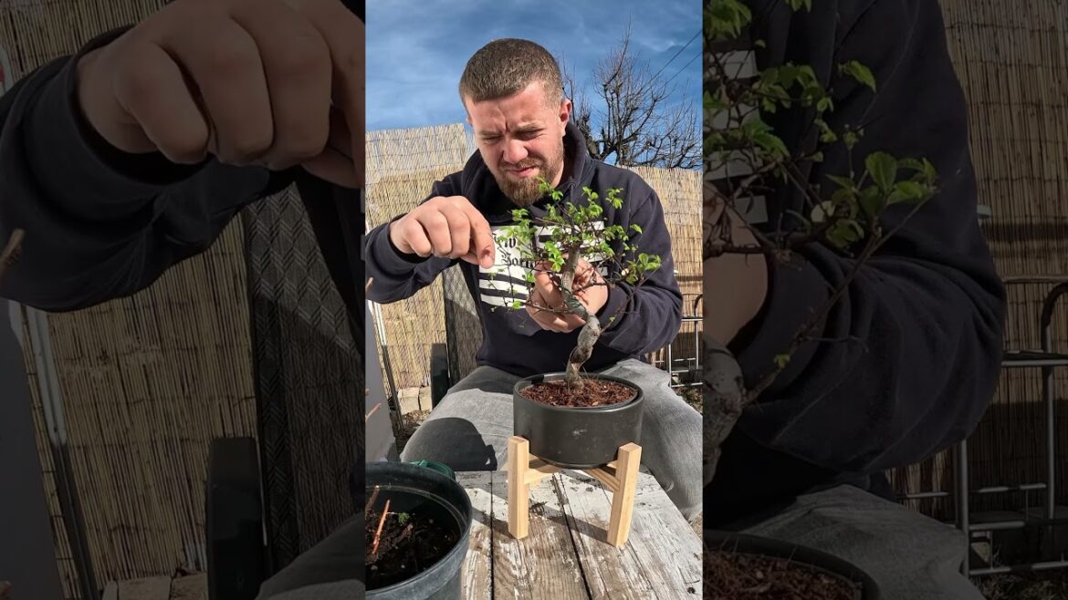 Japanese Elm Bonsai (Zelkova) #bonsai #bonsaitree #japanesebonsai  #gardening