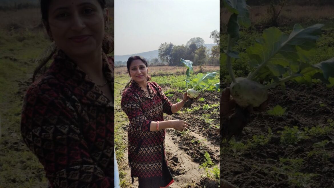Vegetable harvest 🧺 #vegetables #harvest #farm #farming #organic #gardening #vegetablegarden #food Vegetable harvest 🧺 #vegetables #harvest #farm #farming #organic #gardening #vegetablegarden #food