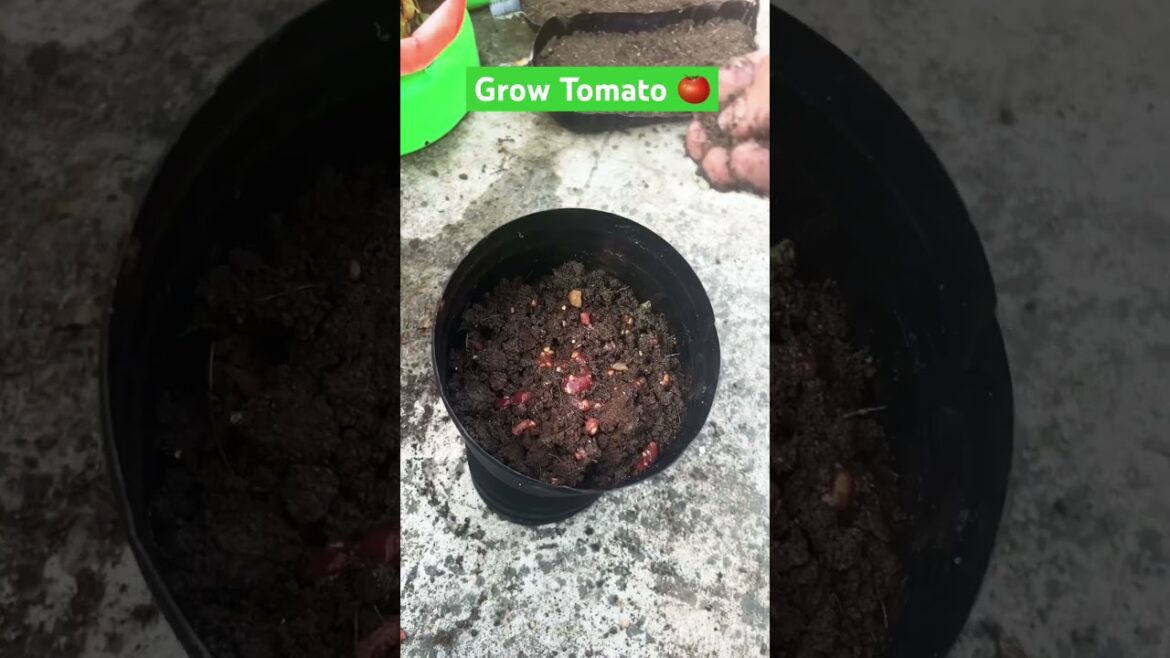How to Grow Tomatoes from Seeds | Grow Tamatar easy way #terracegarden #shorts