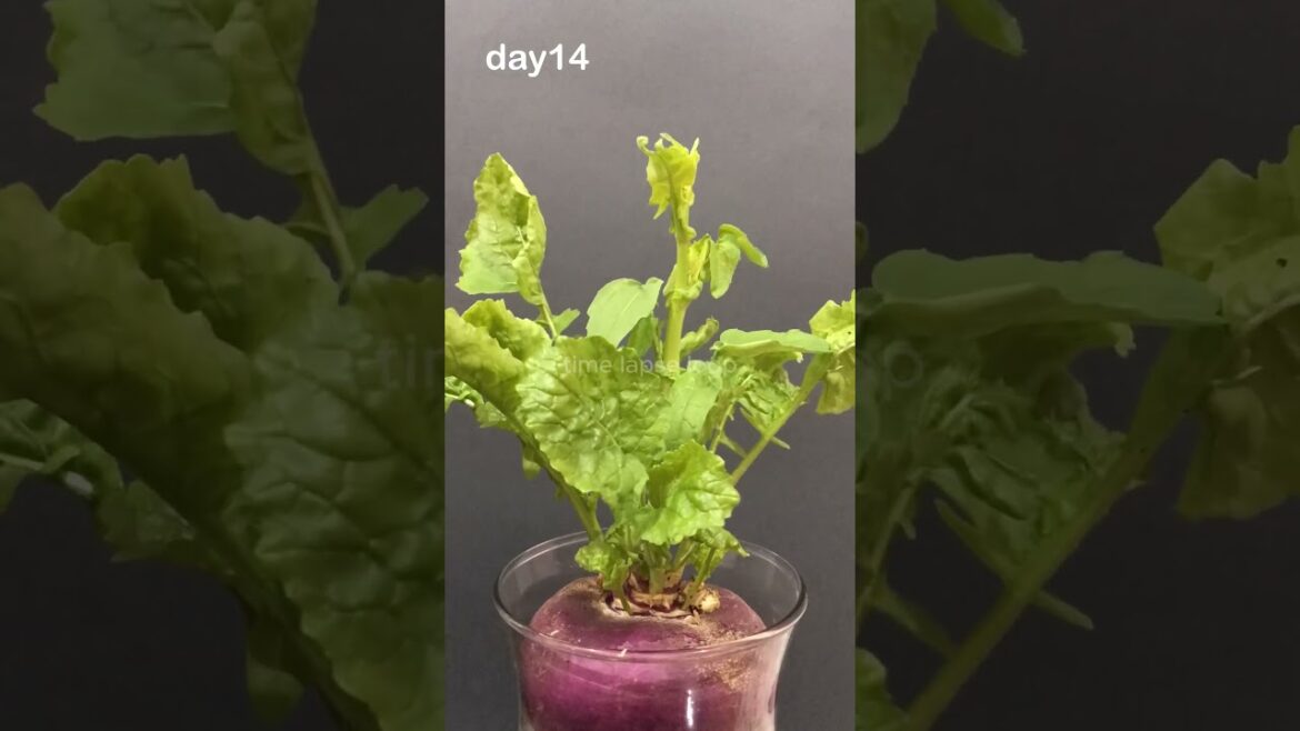 part 2: 45 Days of Growth in Seconds! “Turnip Time-Lapse part 2: 45 Days of Growth in Seconds! "Turnip Time-Lapse
