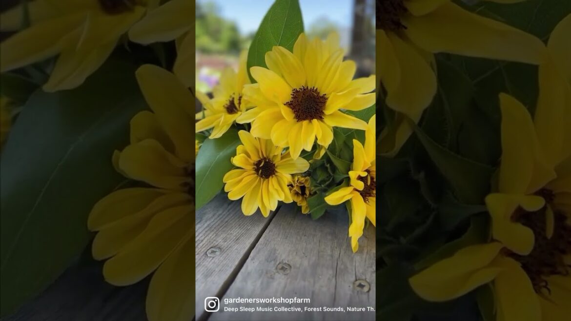 Peach sunflowers for Mother’s Day? Yep Peach sunflowers for Mother’s Day? Yep