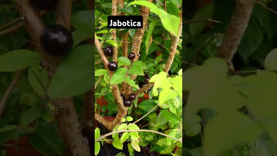 அருமையான Jabotica plant 🤩 Grow Your Own Exotic Jaboticaba fruit of Sweet Surprises🍇🌳 அருமையான Jabotica plant 🤩 Grow Your Own Exotic Jaboticaba fruit of Sweet Surprises🍇🌳