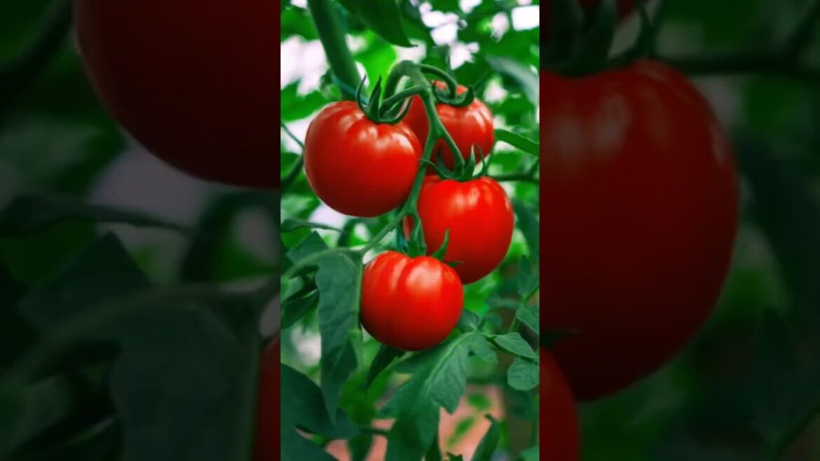 "How Can You Grow and Harvest Tomatoes Successfully?" #shorts #shortvideo #tomato #viral #garden