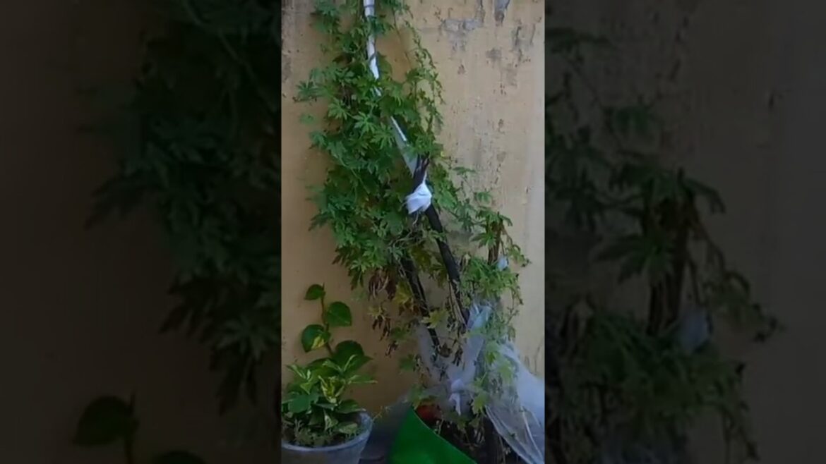 #ytshorts #home garden design ideas #keralahome garden designhome garden decoration ideashome garden #ytshorts #home garden design ideas #keralahome garden designhome garden decoration ideashome garden