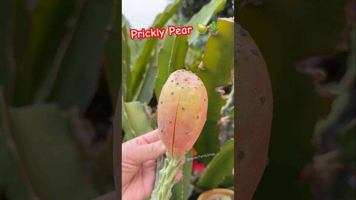 Let’s try Prickly Pear #shorts #satisfying #fruit #fruitcutting #enjoy #cactus