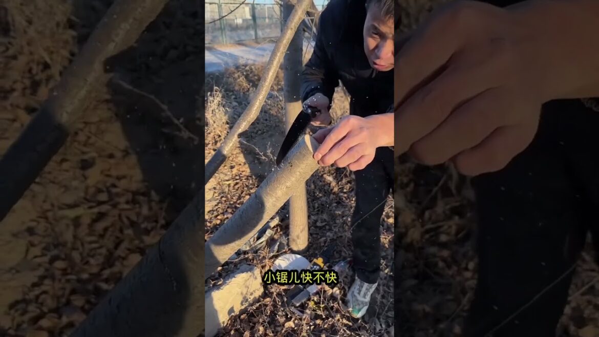 JapaneseSaw gardentools