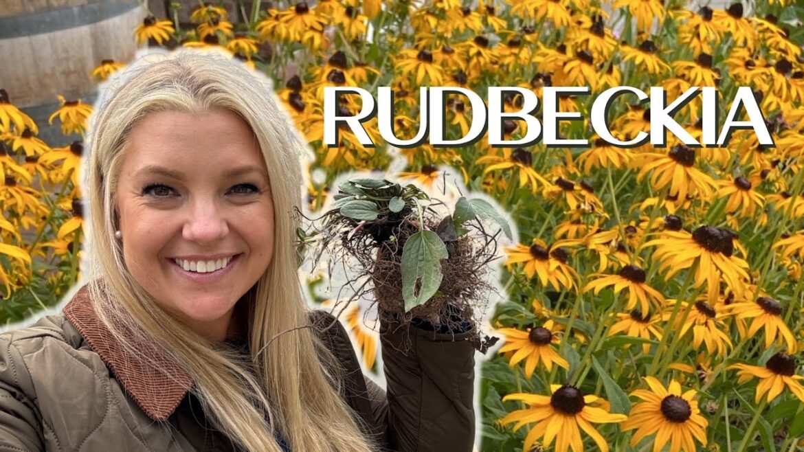 Planting a COSTCO Sized Amount of Bareroot Rudbeckia!
