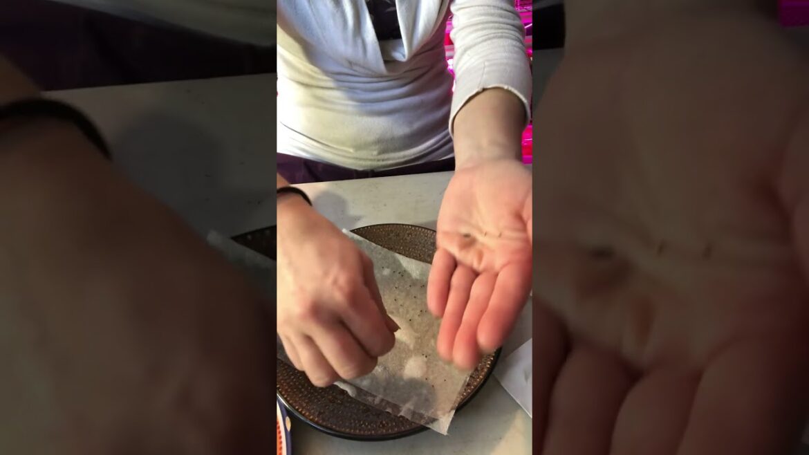 Lavender Seed Starting using Cold Stratification for Indoor Growing ~ Beginner gardener tips Lavender Seed Starting using Cold Stratification for Indoor Growing ~ Beginner gardener tips