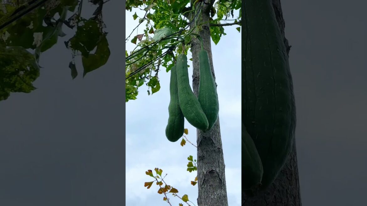 Episode 25:🍀Living in the country side.#gardening #nature #vegetablegardening #farming