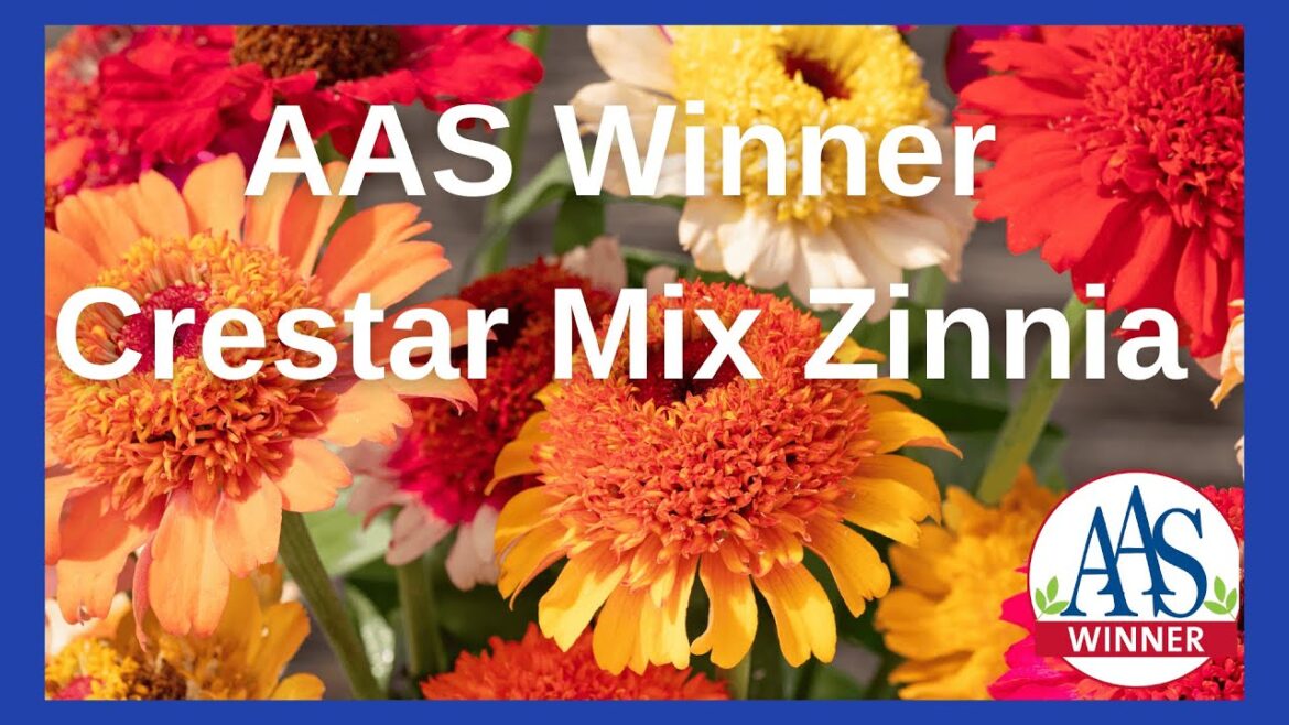 All-America Selections Flowers & Vegetables: Zinnia Crestar Mix: Attract Butterflies with These Easy-to-Grow Blooms #zinnia #annuals #garden Zinnia Crestar Mix: Attract Butterflies with These Easy-to-Grow Blooms #zinnia #annuals #garden