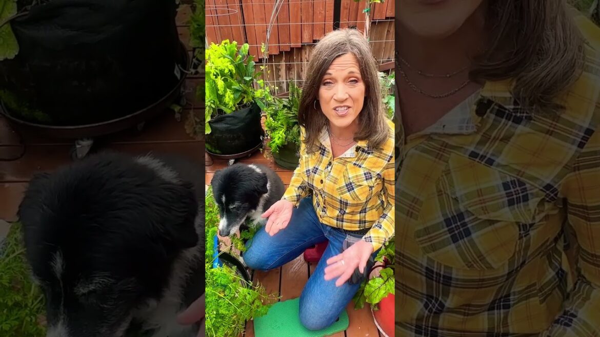 What to plant in February, p.1