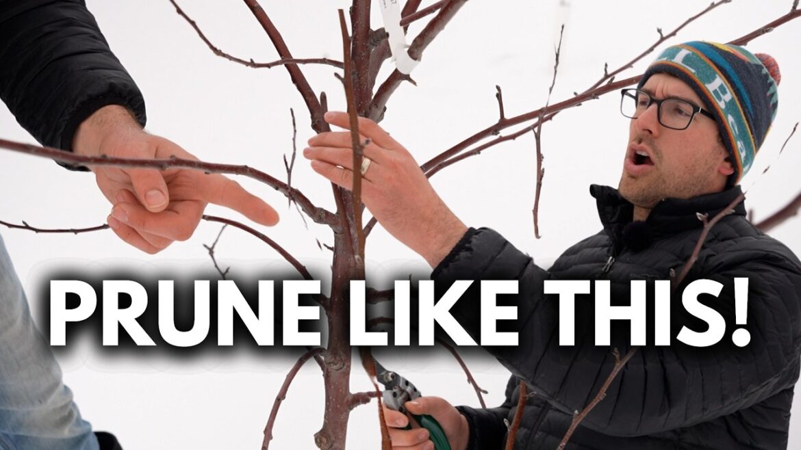 MIgardener: 4 Pruning Methods to MASTER Pruning Fruit Trees 4 Pruning Methods to MASTER Pruning Fruit Trees