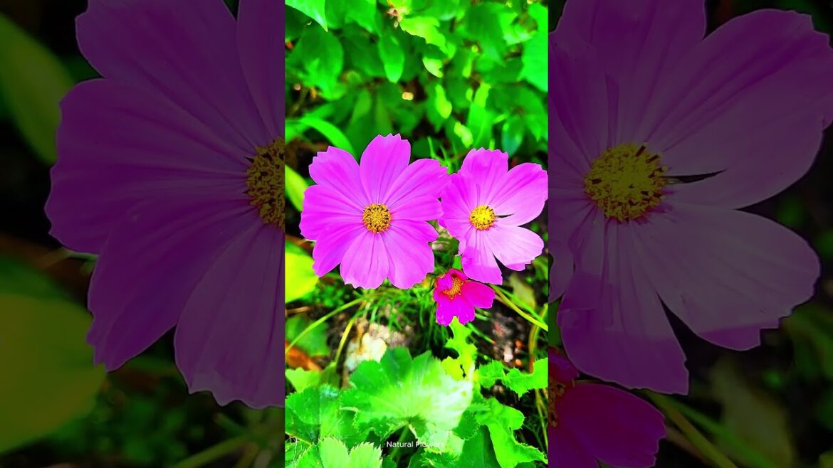 beauty of pink flowers in the garden #short #cosmos