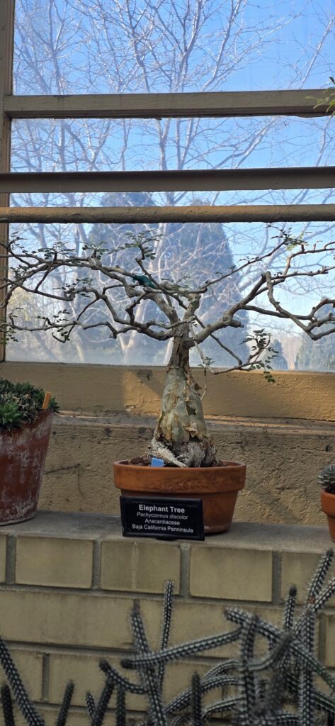 Garfield conservatory specimen