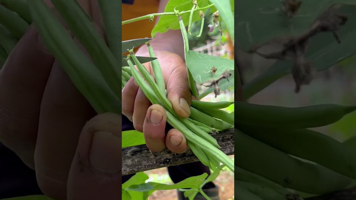 Fresh fruits and vegetables in the backyard garden