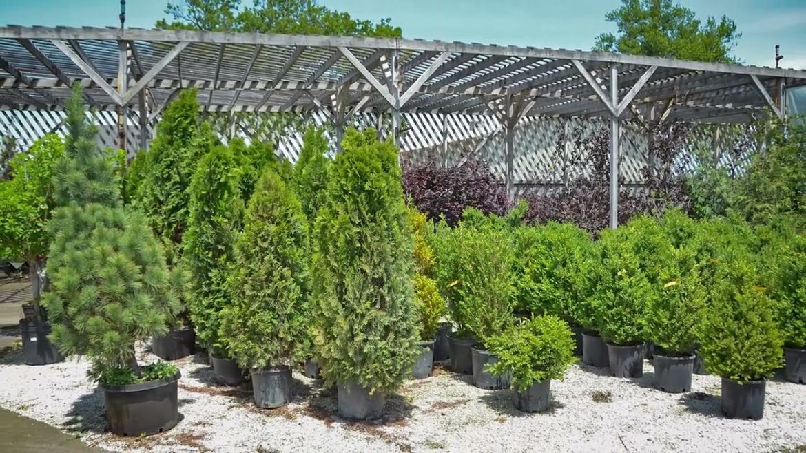 Who We Are at Tholens Landscape and Garden Center in Kankakee, IL Who We Are at Tholens Landscape and Garden Center in Kankakee, IL