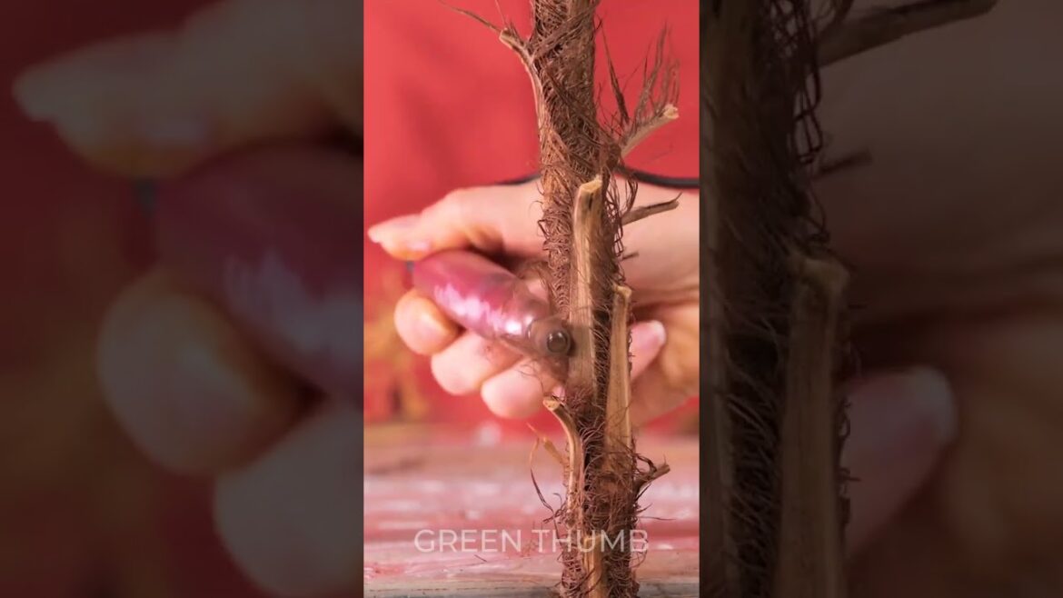 SAVE Your Dying Plant: An Amazing Revival Process! SAVE Your Dying Plant: An Amazing Revival Process!