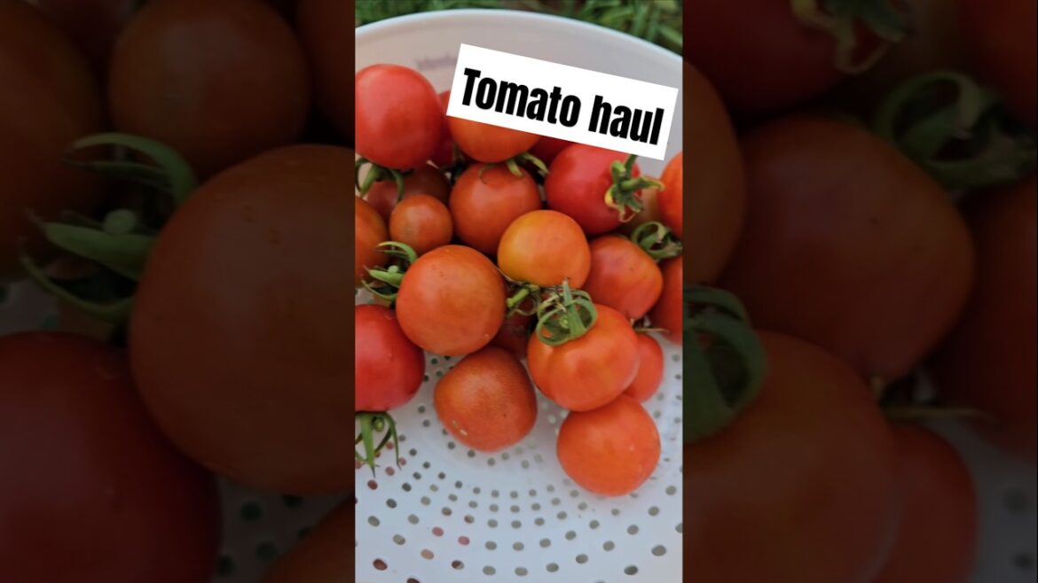 Tomato haul. #garden #gardenwalk #tomatoes #trendingshorts #birds #vegetablegardening