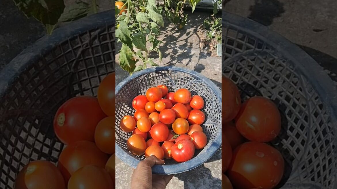 Massive harvest of organic tomatoes from terrace garden #vegetablegardening #harvesting #tomatoes