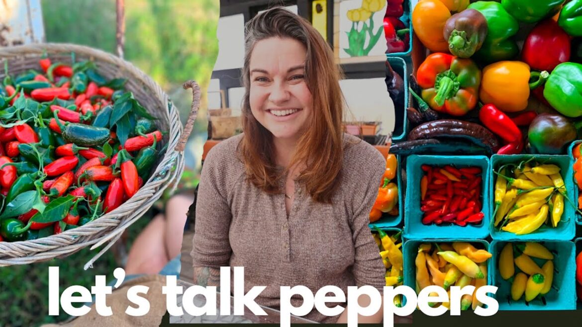 Roots and Refuge Farm: My FAVORITE, Tried and True Pepper Varieties | garden chat My FAVORITE, Tried and True Pepper Varieties | garden chat