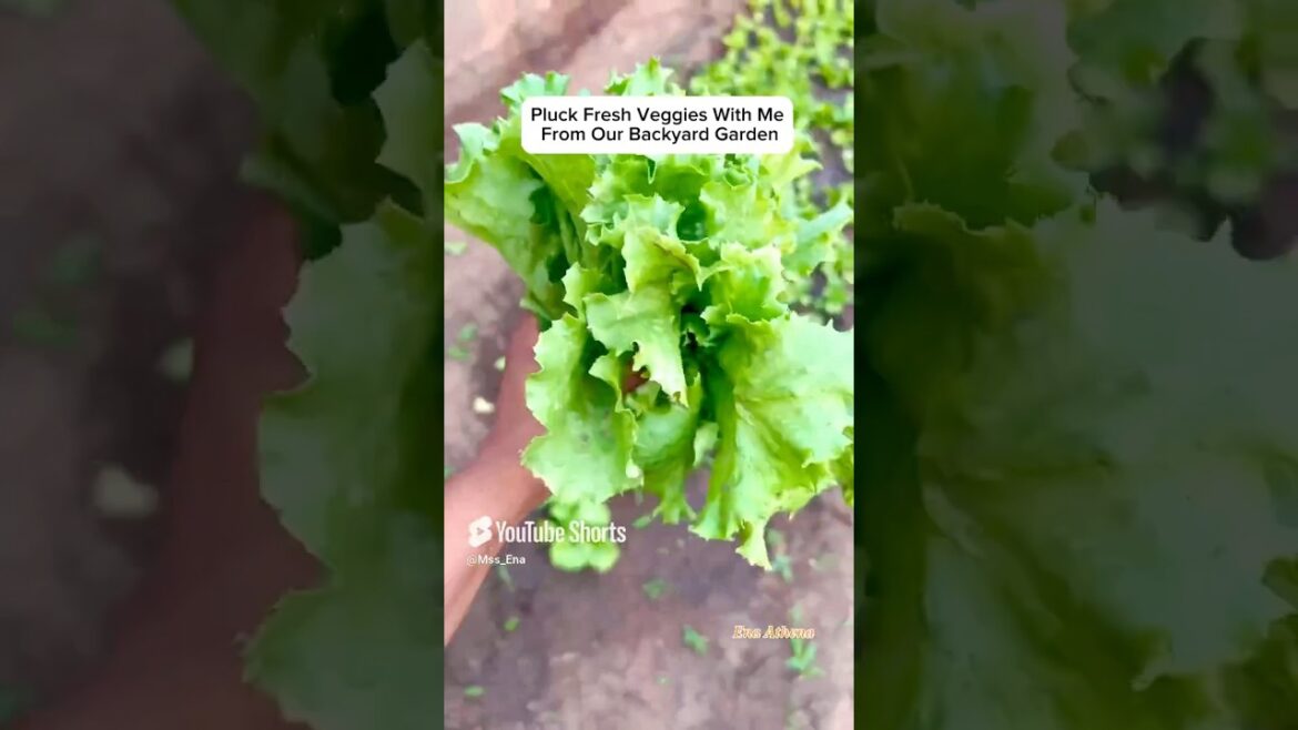 Backyard garden to the rescue #farmingshort #gardenshorts #newyoutuber #viralshorts #ytshorts