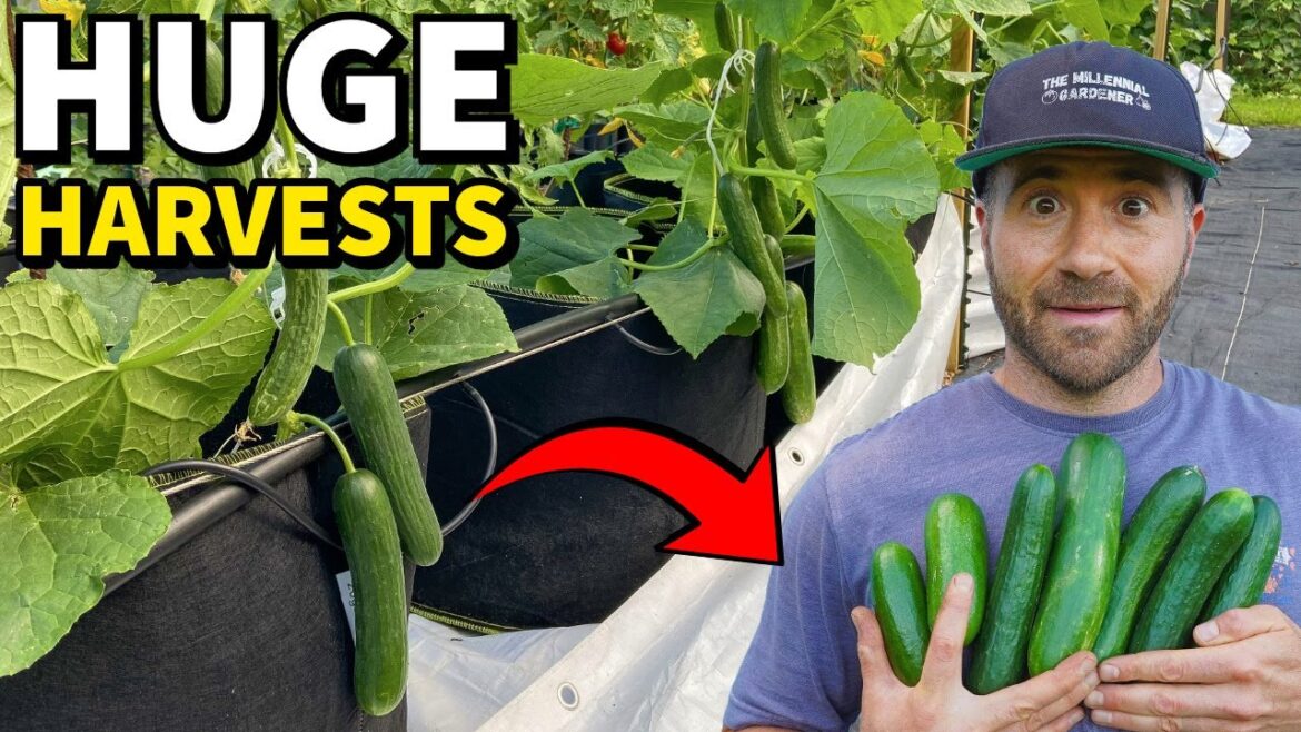 Please, DO NOT Plant ANY CUCUMBERS Until You Learn These 3 Lessons!