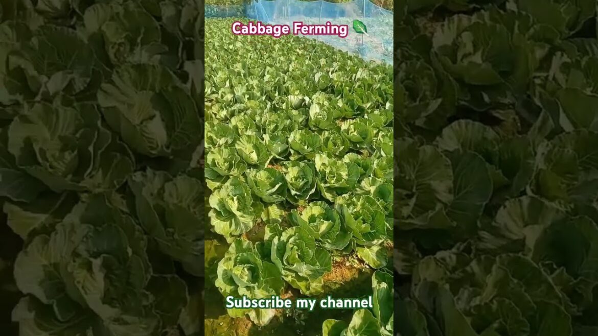 Cabbage Ferming 🥬🥬🥰🇮🇳//tending//vegetable//shorts//viral #supply plant nursery