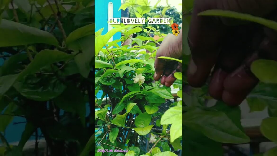 OurLovelyJasmine 💕#hometour #shellystories #entertainment #interior #interiordesign #trends #shorts